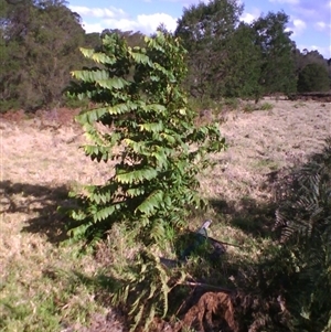 Toona ciliata (Red Cedar) by JasonPStewartNMsnc2016