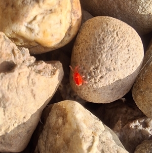 Unverified Insect by Dron