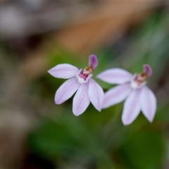 Caladenia carnea at Paddys River, ACT - 15 Oct 2023 by KorinneM
