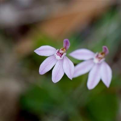 Caladenia carnea at Paddys River, ACT - 15 Oct 2023 by KorinneM
