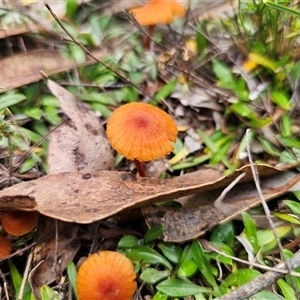 Laccaria sp. at Captains Flat, NSW - Today by Csteele4