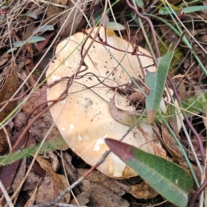 Austrocortinarius australiensis at Captains Flat, NSW - Today by Csteele4