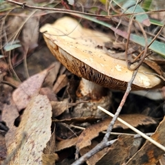 Austrocortinarius australiensis at Captains Flat, NSW - 19 May 2025 02:36 PM