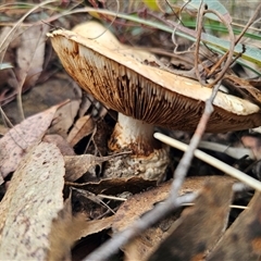Austrocortinarius australiensis at Captains Flat, NSW - 19 May 2025 02:36 PM