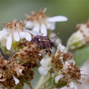 Oncocoris geniculatus at Paddys River, ACT - 15 Oct 2023 by KorinneM