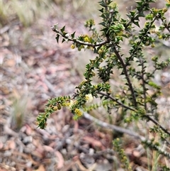 Acacia gunnii (Ploughshare Wattle) at Captains Flat, NSW - 19 May 2025 by Csteele4