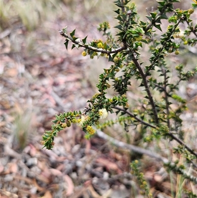 Acacia gunnii (Ploughshare Wattle) at Captains Flat, NSW - 19 May 2025 by Csteele4