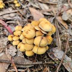 Hypholoma fasciculare (Hypholoma fasciculare) at Captains Flat, NSW - 19 May 2025 by Csteele4