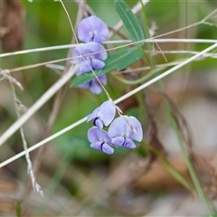 Glycine sp. at Paddys River, ACT - 15 Oct 2023 by KorinneM