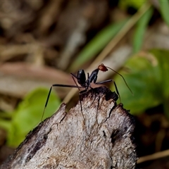 Leptomyrmex sp. (genus) (Spider ant) at Paddys River, ACT - 15 Oct 2023 by KorinneM