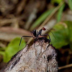 Iridomyrmex purpureus at Paddys River, ACT - 15 Oct 2023 by KorinneM