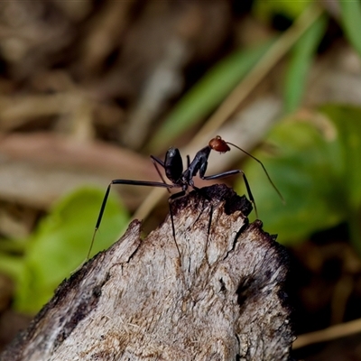Leptomyrmex sp. (genus) (Spider ant) at Paddys River, ACT - 15 Oct 2023 by KorinneM