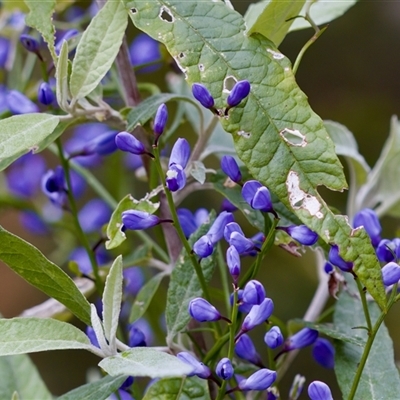 Comesperma volubile at Paddys River, ACT - 15 Oct 2023 by KorinneM