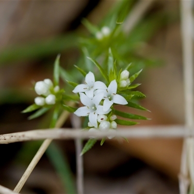 Asperula scoparia at Paddys River, ACT - 15 Oct 2023 by KorinneM
