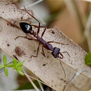 Myrmecia forficata at Paddys River, ACT - 15 Oct 2023 by KorinneM
