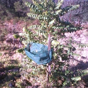 Toona ciliata at suppressed - suppressed