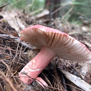Unverified Fungus at Kungala, NSW - Today by donnanchris
