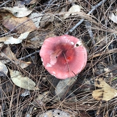 Russula sp. (genus) at Kungala, NSW - 19 May 2025 02:50 PM