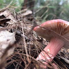 Russula sp. (genus) at Kungala, NSW - 19 May 2025 02:50 PM