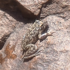 Unverified Frog at Nitmiluk, NT - 15 May 2025 by HelenCross