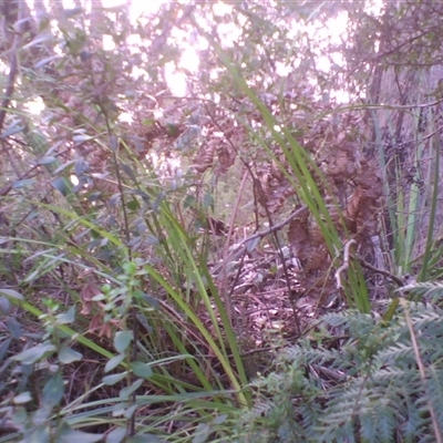 Menura novaehollandiae (Superb Lyrebird) at Fitzroy Falls, NSW - 22 Aug 2009 by JasonPStewartNMsnc2016