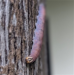 Unverified Moth (Lepidoptera) at Darwin City, NT - Yesterday by HelenCross
