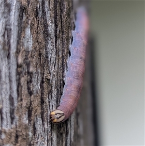 Unverified Moth (Lepidoptera) at Darwin City, NT - Today by HelenCross