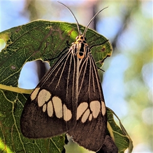 Unverified Tiger moth (Arctiinae) at Kakadu, NT - Yesterday by HelenCross