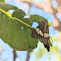 Nyctemera (genus) at Kakadu, NT - 18 May 2025 11:00 AM