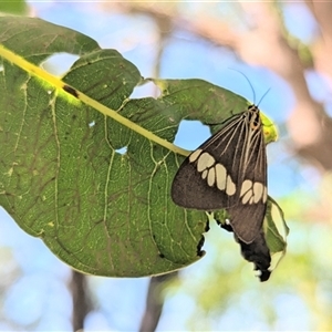 Nyctemera baulus at Kakadu, NT - 18 May 2025 11:00 AM