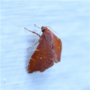 Unverified Moth (Lepidoptera) at Blairgowrie, VIC - 9 Mar 2025 by ConBoekel