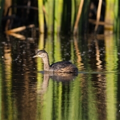 Tachybaptus novaehollandiae at Yarralumla, ACT - 17 May 2025 by Rheardy
