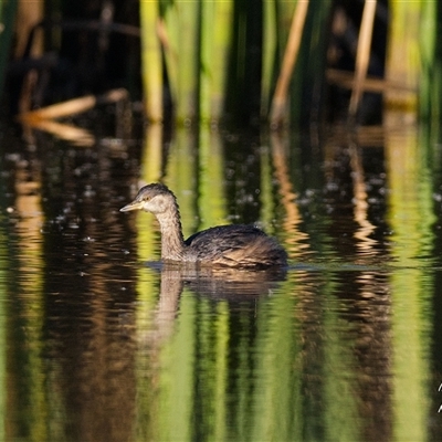 Tachybaptus novaehollandiae at Yarralumla, ACT - 17 May 2025 by Rheardy