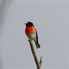 Petroica boodang (Scarlet Robin) at Cook, ACT - Yesterday by Rheardy