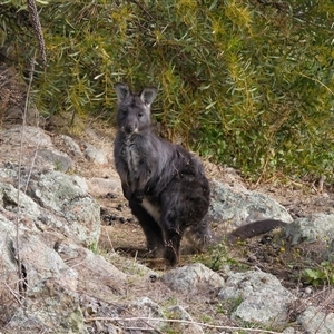 Osphranter robustus robustus at Cook, ACT - Today by Rheardy