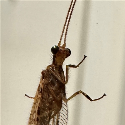 Unverified Brown Lacewing (Hemerobiidae) by GlossyGal