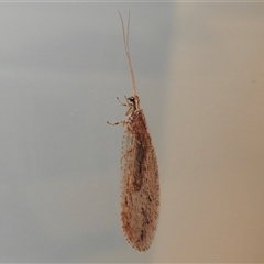 Stenosmylus tenuis at Emerald, VIC - suppressed