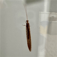 Stenosmylus tenuis at Emerald, VIC - suppressed