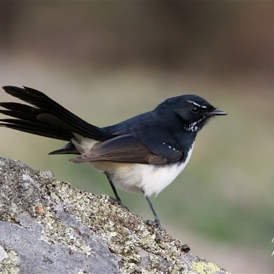 Rhipidura leucophrys (Willie Wagtail) at Cook, ACT - 19 May 2025 by Rheardy