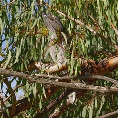 Podargus strigoides (Tawny Frogmouth) at Cook, ACT - 19 May 2025 by Rheardy