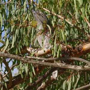 Podargus strigoides at Cook, ACT - Today by Rheardy