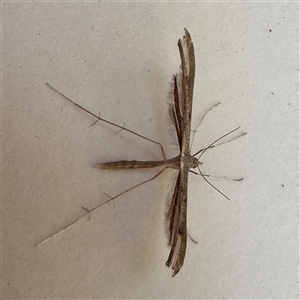 Platyptilia isodactylus at Emerald, VIC - suppressed