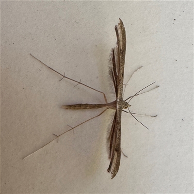Platyptilia isodactylus (Hoary Plume Moth) at Emerald, VIC - Yesterday by GlossyGal