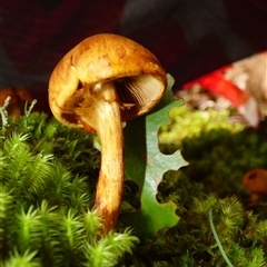 Gymnopilus junonius (Spectacular Rustgill) at Wellington Park, TAS - 9 May 2025 by VanessaC