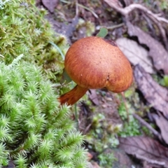 Gymnopilus junonius at Wellington Park, TAS - 9 May 2025 03:19 PM