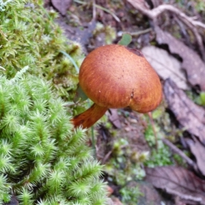 Gymnopilus junonius at Wellington Park, TAS - 9 May 2025 03:19 PM