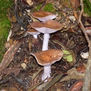 Unverified Cap on a stem; gills below cap [mushrooms or mushroom-like] at Wellington Park, TAS - 9 May 2025 by VanessaC
