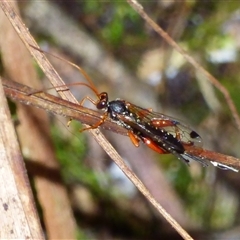 Echthromorpha intricatoria at Wellington Park, TAS - 9 May 2025 by VanessaC