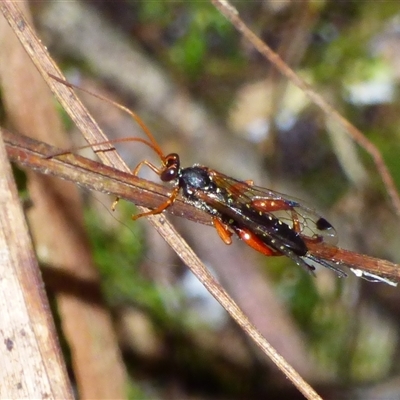 Echthromorpha intricatoria at Wellington Park, TAS - 9 May 2025 by VanessaC