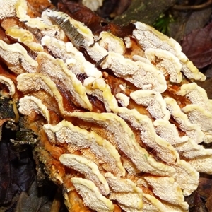 Unverified Teeth on underside at Wellington Park, TAS - 9 May 2025 by VanessaC